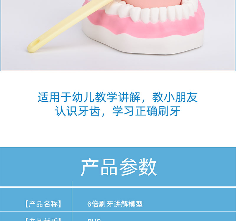 亞馬遜牙齒模型 趣味教學用品，助力幼兒口腔健康護理